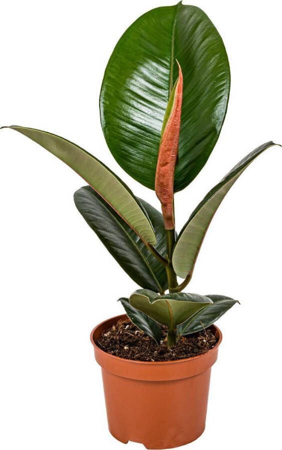 Bloomique Rubberboom | Ficus 'Robusta' per stuk Kamerplant in kwekerspot ⌀12 cm ↕35 cm