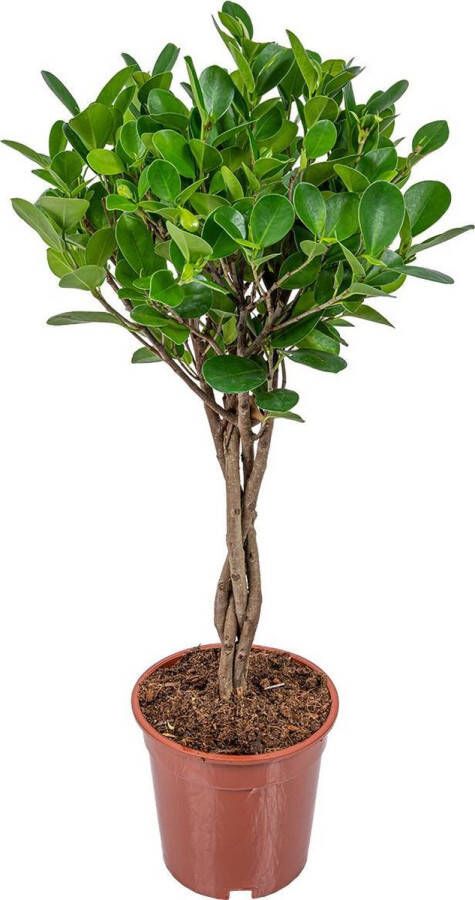 Bloomique Rubberplant | Ficus Microcarpa 'Moclame' per stuk Kamerplant in kwekerspot ⌀17 cm ↕70-80 cm