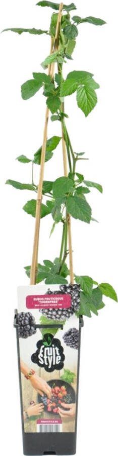 Bloomique Rubus Fruticosus 'Thornfree' Bramenstruik Fruitplanten Tuinplanten Winterhard ⌀14 cm Hoogte 60-70cm