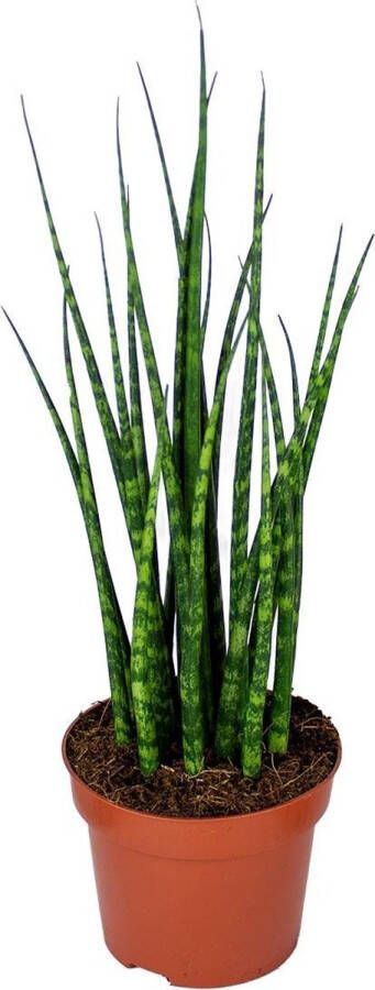 Bloomique Sansevieria 'Fernwood Mikado' per stuk | Kamerplant in kwekerspot ⌀12 cm ↕25-35 cm
