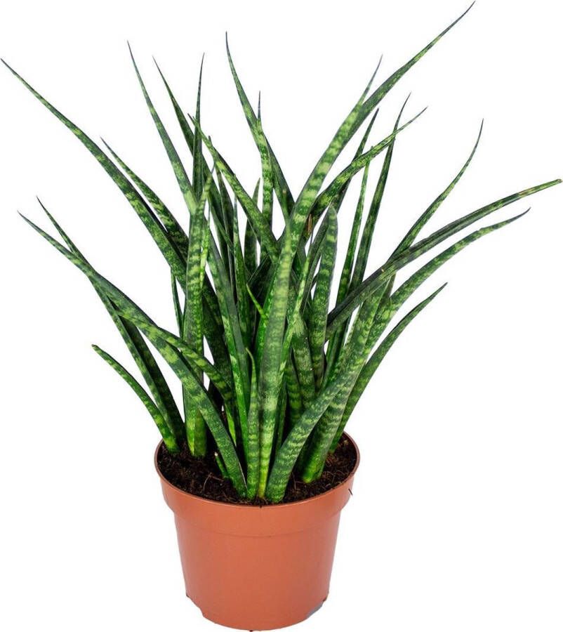 Bloomique Sansevieria 'Fernwood Punk' Vrouwentong Kamerplant Makkelijke plant voor binnen ⌀12 cm 25-35 cm