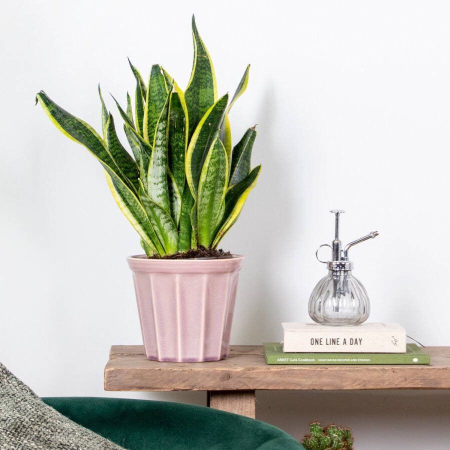 Bloomique Sansevieria 'Laurentii' – Vrouwentong – Succulent – Onderhoudsvriendelijk – ⌀12cm–25-35cm