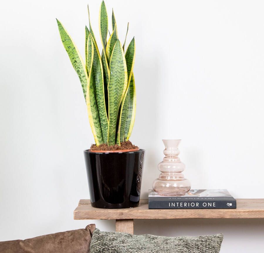 Bloomique Sansevieria 'Laurentii' XL – Vrouwentong – Succulent – Onderhoudsvriendelijk – ⌀17cm – 55-65 cm