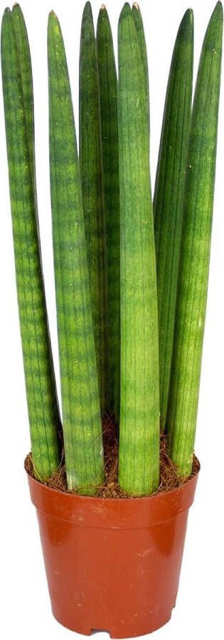 Bloomique Sansevieria 'Straight' per stuk | Kamerplant in kwekerspot ⌀12 cm ↕25-35 cm