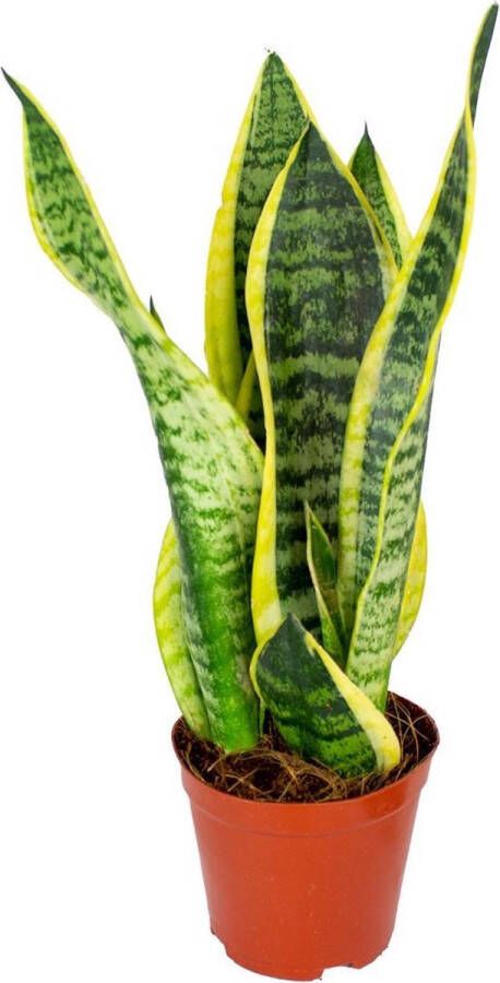 Bloomique Sansevieria 'Superba' | Kamerplant in kwekerspot ⌀12 cm ↕30-40 cm