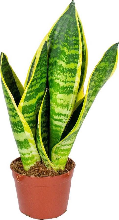 Bloomique Sansevieria 'Superba' per stuk | Kamerplant in kwekerspot ⌀9 cm ↕20-30 cm