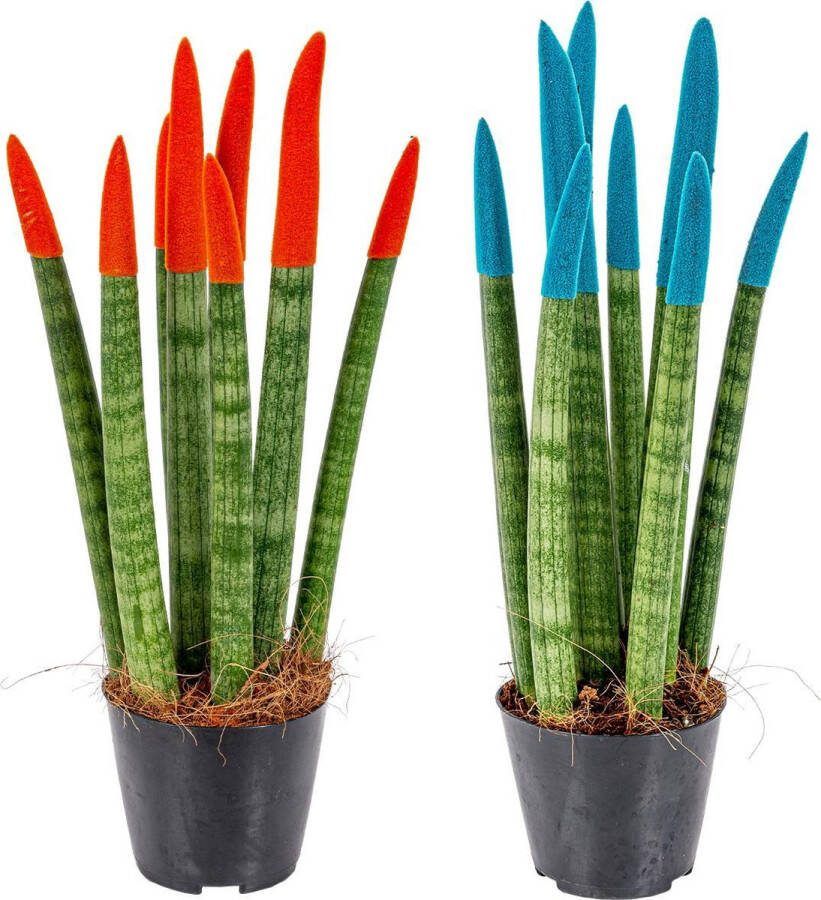 Bloomique Sansevieria Velvet Touch Vrouwentong per 2 stuks Kamerplant in kwekerspot ⌀9 cm Hoogte ↕35 cm
