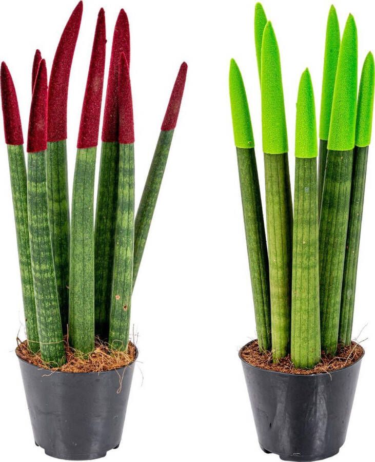 Bloomique Sansevieria Velvet Touch | Vrouwentong per 2 stuks Kamerplant in kwekerspot ⌀9 cm Hoogte ↕35 cm