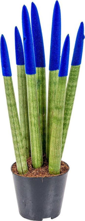 Bloomique Sansevieria Velvet Touch Vrouwentong per stuk Kamerplant in kwekerspot ⌀9 cm Hoogte ↕35 cm