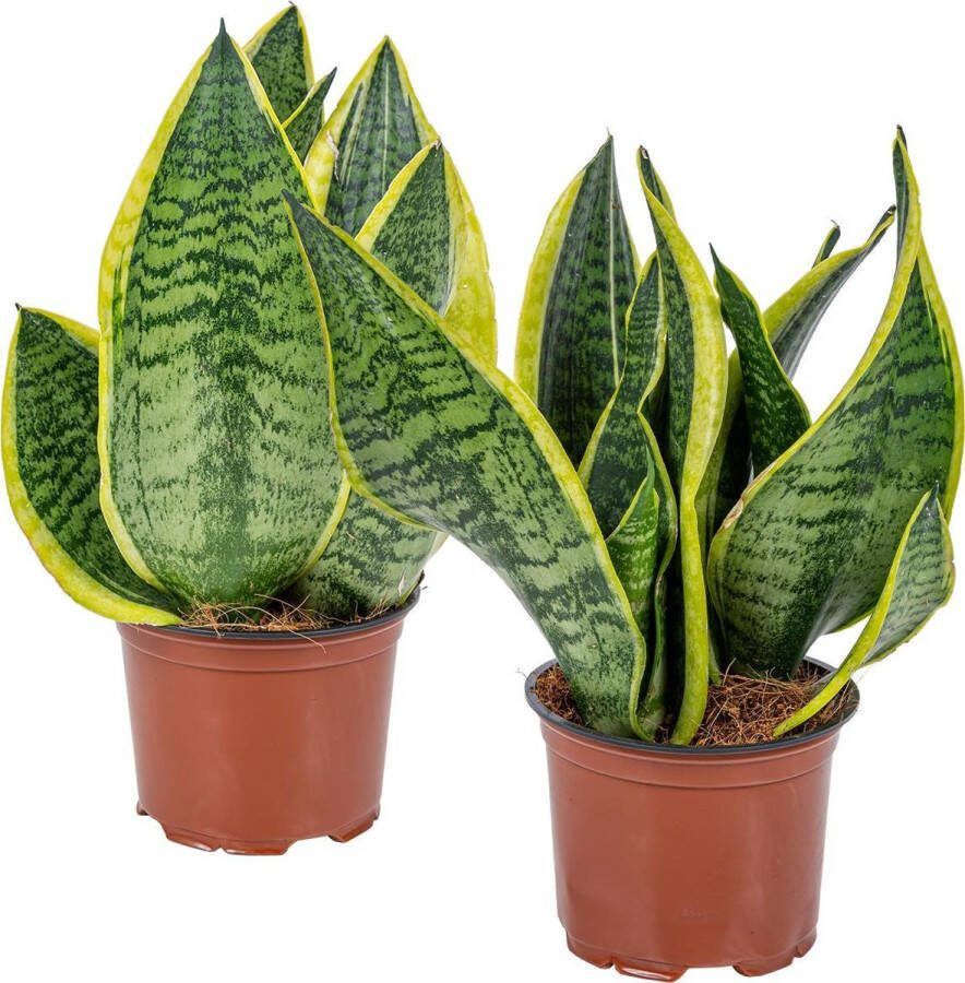 Bloomique Sansevieria | Vrouwentong 'Laurentii' per 2 stuks- Kamerplant in kwekerspot ⌀12 cm ↕30 cm