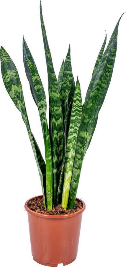 Bloomique Sansevieria XL 'Black Coral' per stuk | Vrouwentong Kamerplant in kwekerspot ⌀17 cm ↕65 cm