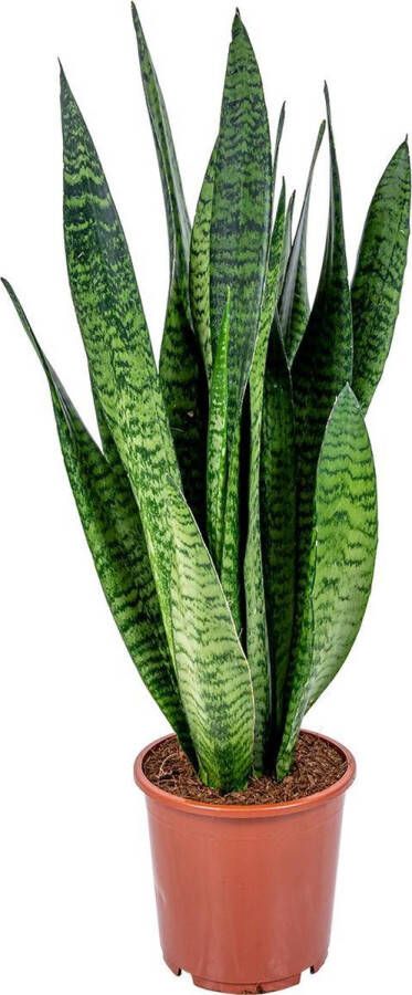 Bloomique Sansevieria XL 'Zeylanica' Vrouwentong Kamerplant Makkelijke plant voor binnen ⌀17 cm 50-60 cm