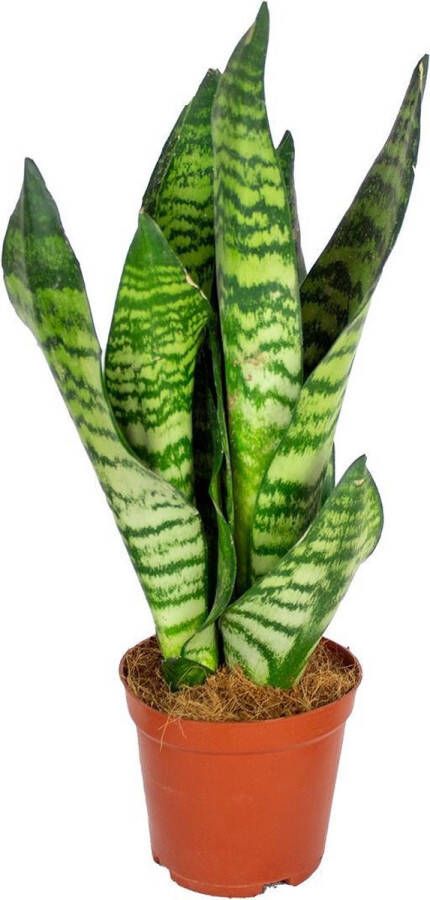 Bloomique Sansevieria 'Zeylanica' | Kamerplant in kwekerspot ⌀12 cm ↕30-40 cm