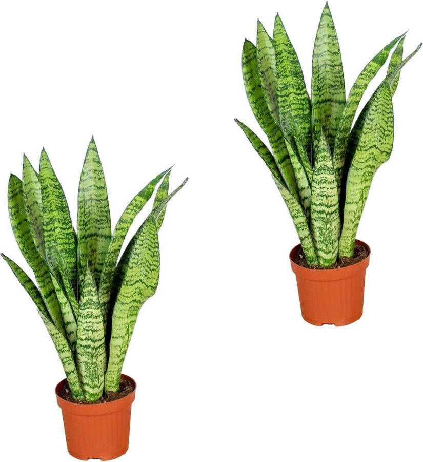 Bloomique Sansevieria 'Zeylanica' per 2 stuks | Kamerplant in kwekerspot ⌀9 cm ↕20-30 cm