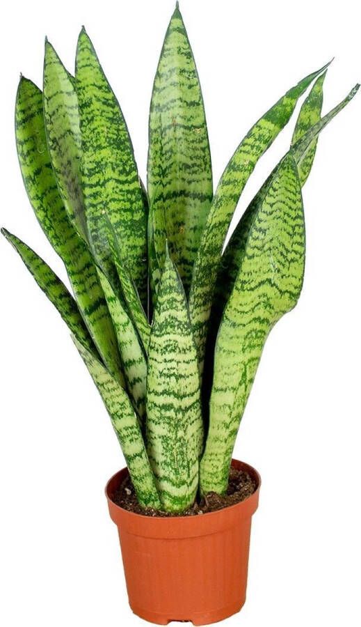 Bloomique Sansevieria 'Zeylanica' per stuk | Kamerplant in kwekerspot ⌀9 cm ↕20-30 cm