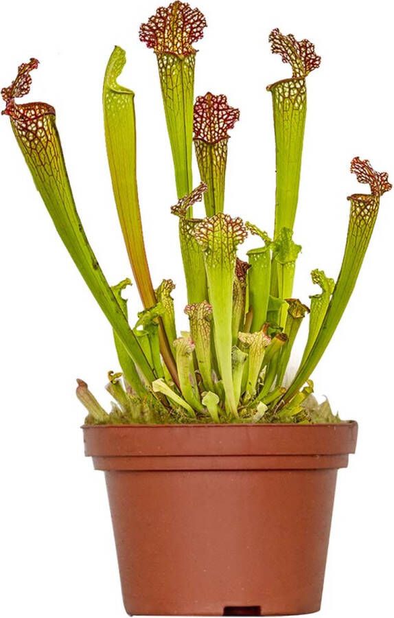 Bloomique Sarracenia 'Juthatip Soper' Vleesetende plant Kamerplant Onderhoudsvriendelijke plant voor binnen ⌀12 cm 10-20 cm