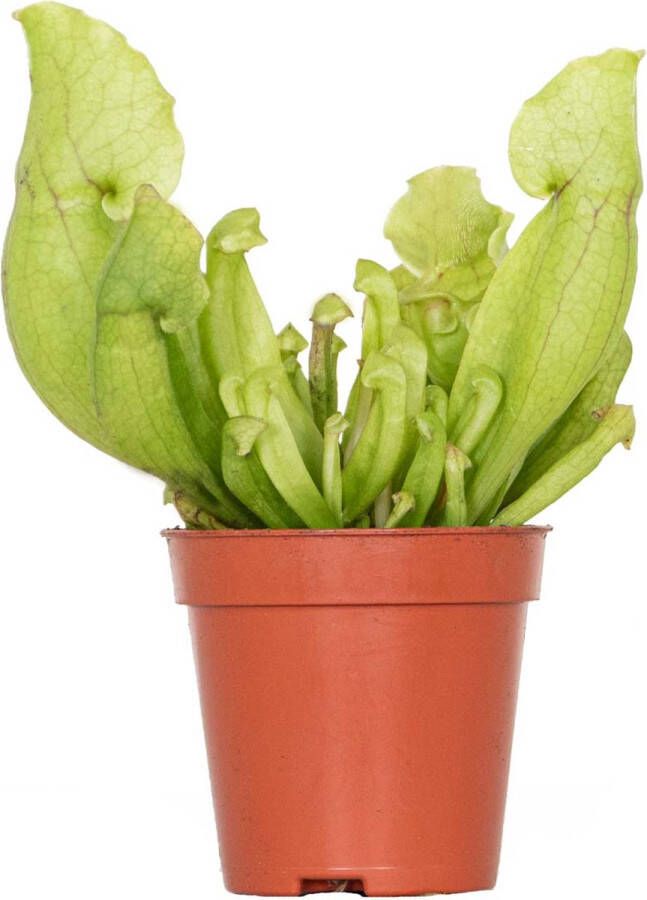 Bloomique Sarracenia 'Juthatip Soper' – Vleesetende plant – Onderhoudsvriendelijk – ⌀6 cm – 05-10 cm