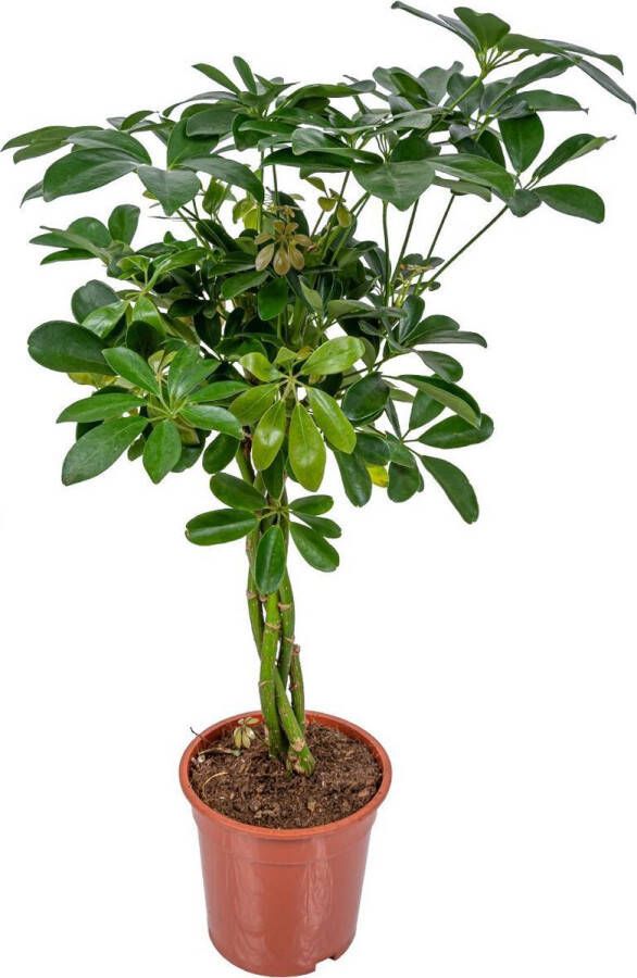 Bloomique Schefflera 'Arboricola' | Vingerplant per stuk Kamerplant in kwekerspot ⌀19 cm ↕70-80 cm