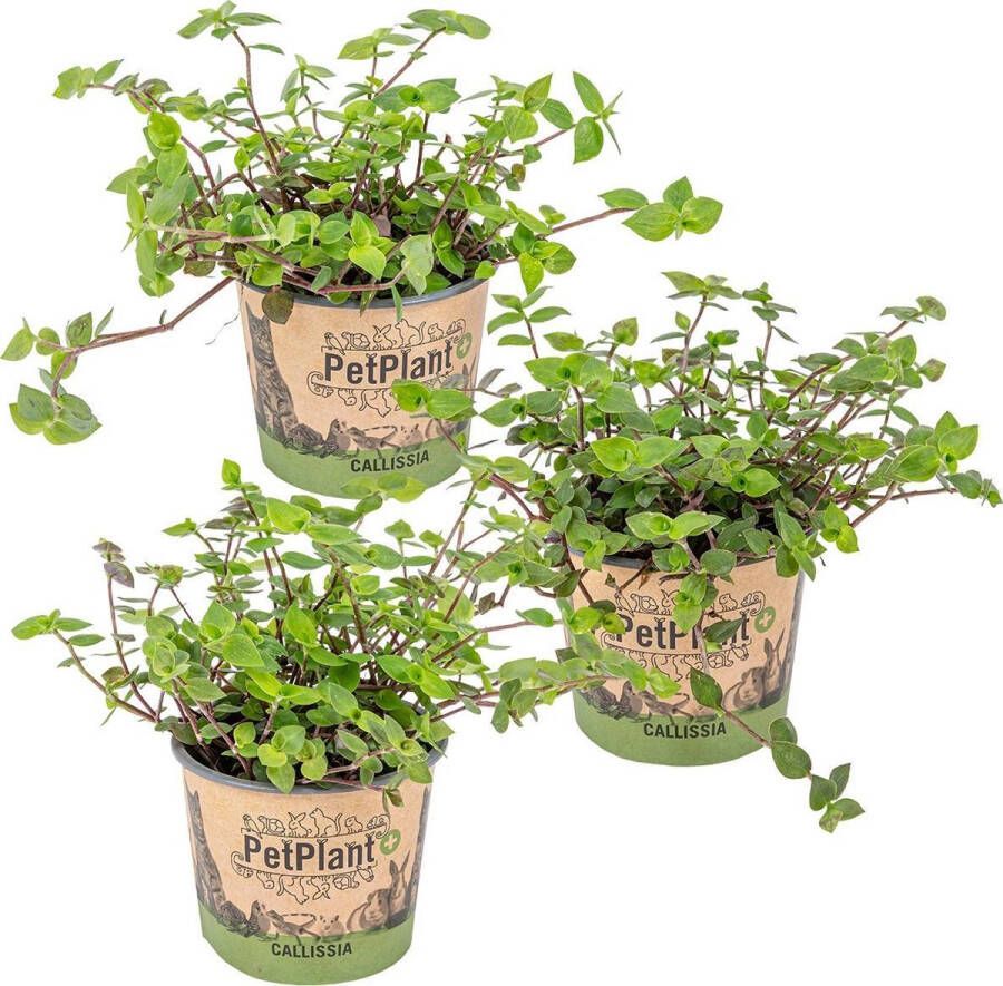 Bloomique Schildpad plant Calissia Repens per 3 stuks | PetFriendly Kamerplant ⌀12 cm ↕20 cm