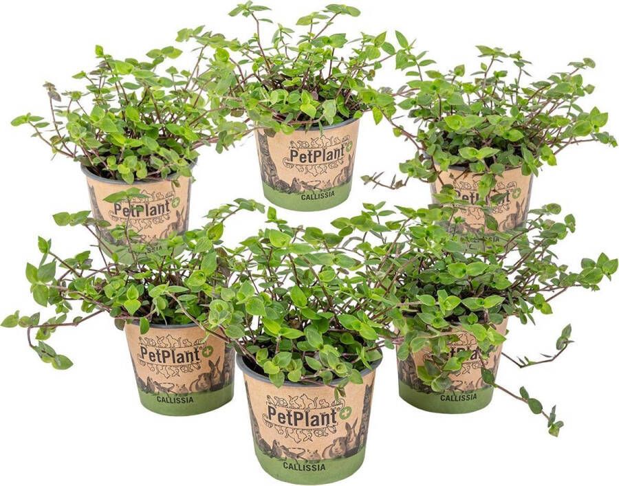 Bloomique Schildpad plant Calissia Repens per 6 stuks | PetFriendly Kamerplant ⌀12 cm ↕20 cm