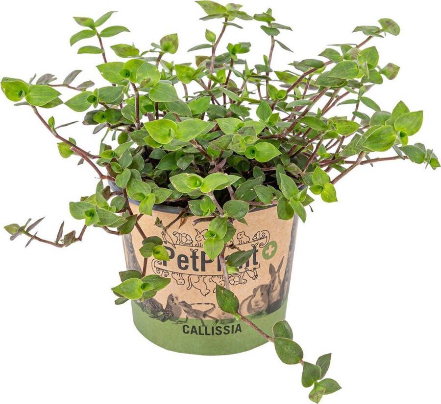 Bloomique Schildpad plant Calissia Repens per stuk | PetFriendly Kamerplant ⌀12 cm ↕20 cm
