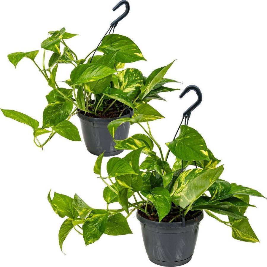 Bloomique Scindapsus 'Aureum' in hangpot per 2 stuks Epipremnum Kamerplant ⌀17 cm ↕25 cm
