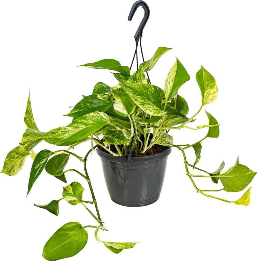 Bloomique Scindapsus Marble Queen Drakenklimop Kamerplant Hangplant voor binnen ⌀17 cm 35-45 cm