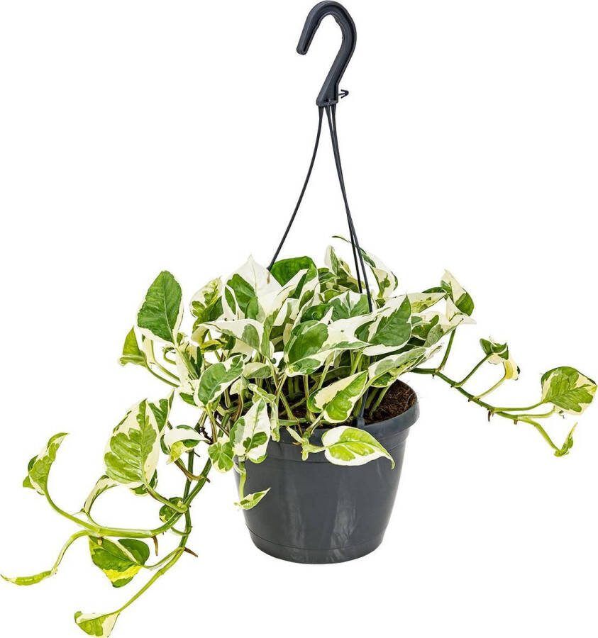 Bloomique Scindapsus 'N-Joy' in hangpot per stuk Epipremnum Kamerplant ⌀17 cm ↕20 cm