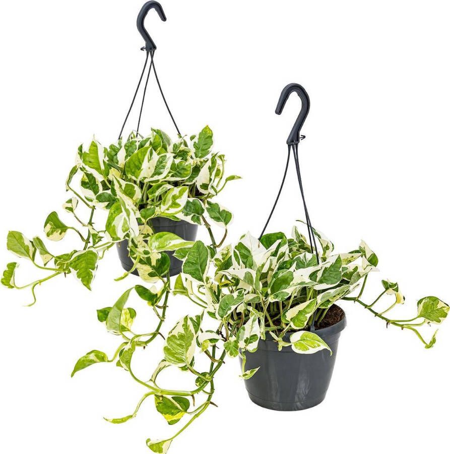 Bloomique Scindapsus 'N-Joy' in hangpot voor 2 stuks | Epipremnum Kamerplant ⌀17 cm ↕20 cm