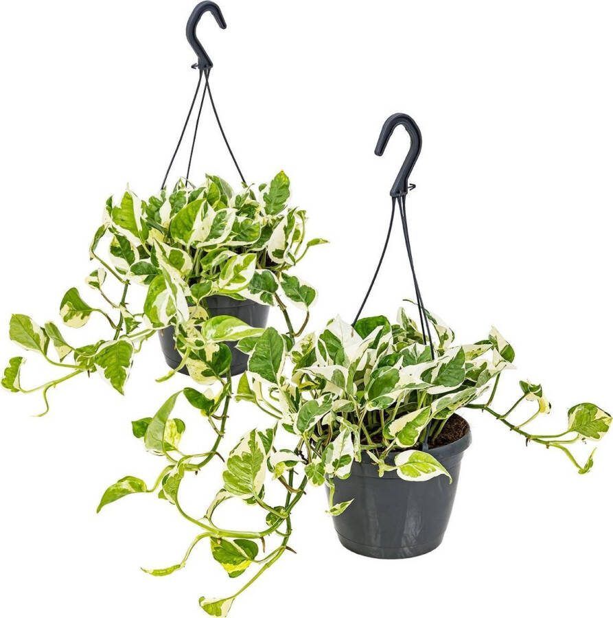 Bloomique Scindapsus 'N-Joy' in hangpot voor 2 stuks Epipremnum Kamerplant ⌀17 cm ↕20 cm