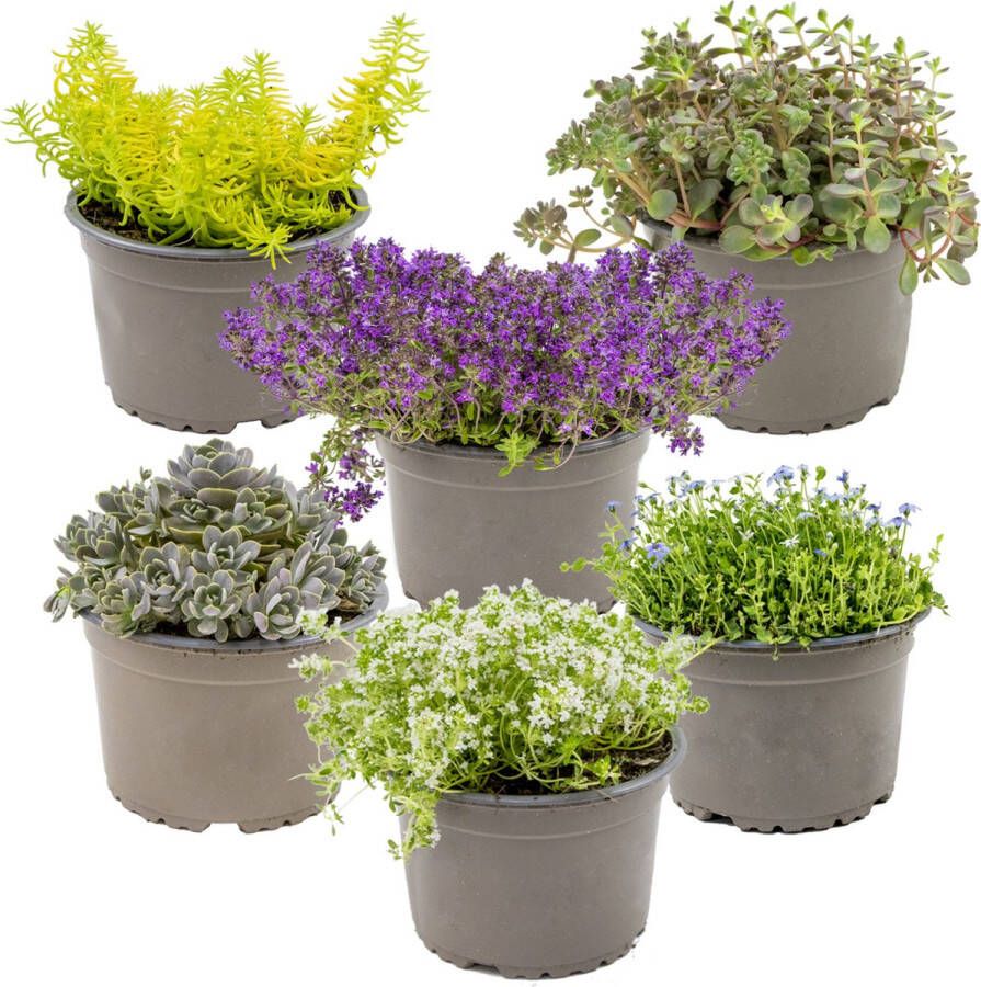 Bloomique Sedum Rotsplanten mix per 6 stuks buitenplant in kwekerspot ⌀14 cm ↕10-15 cm