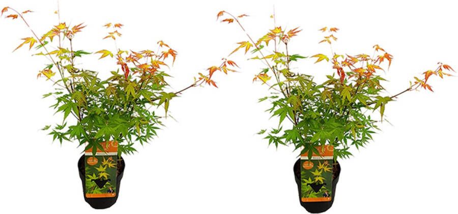 Bloomique Set van 2 Acer Palmatum 'Katsura' Japanse Esdoorn Tuinplanten Winterhard ⌀13 cm 25-35 cm