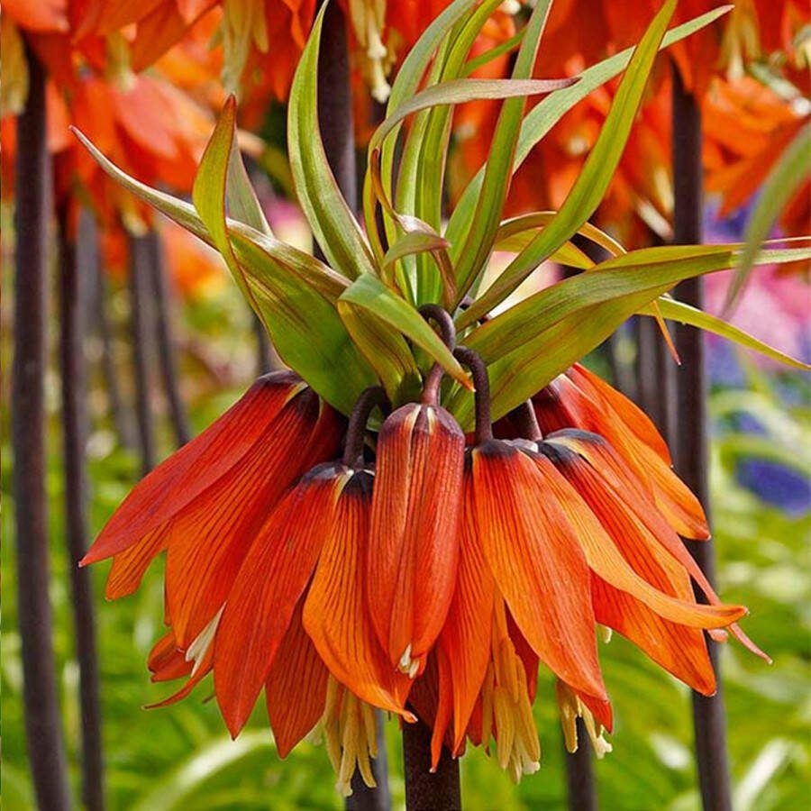 Bloomique Set van 2 Fritillaria Orange Beauty Keizerskroon Oranje Bloembollen Voorjaarsbloeiend Meerjarige Planten Groeit tot 100-125 cm
