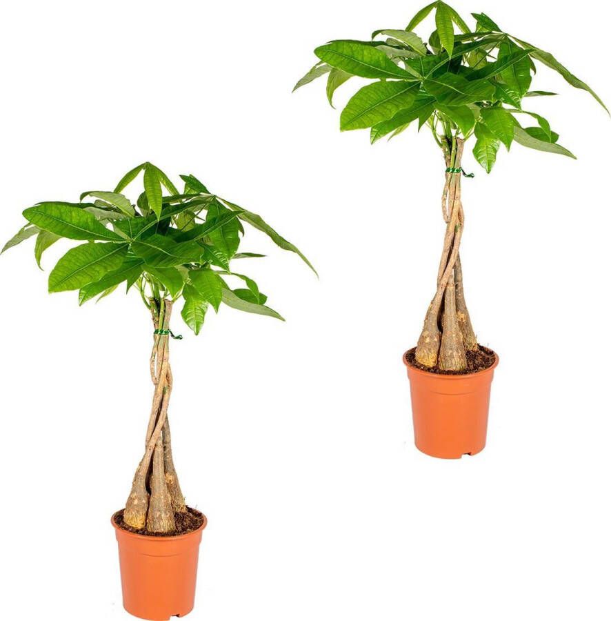 Bloomique Set van 2 Pachira Aquatica Geldboom Watercacao Kamerplanten Luchtzuiverend Gemakkelijk in onderhoud 75-85 cm Hoog Pot 19cm