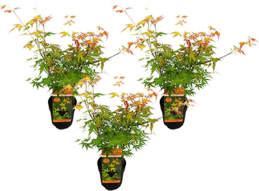 Bloomique Set van 3 Acer Palmatum 'Katsura' Japanse Esdoorn Tuinplanten Winterhard ⌀13 cm 25-35 cm