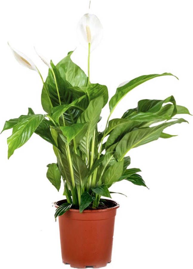 Bloomique Lepelplant | Spathiphyllum 'Vivaldi' per stuk Kamerplant in kwekerspot ⌀17 cm ↕70 cm