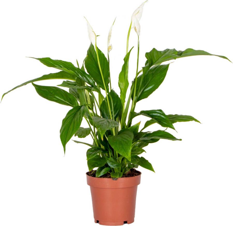 Bloomique Lepelplant | Spathiphyllum 'Strauss' per stuk Kamerplant in kwekerspot ⌀12 cm ↕45 cm