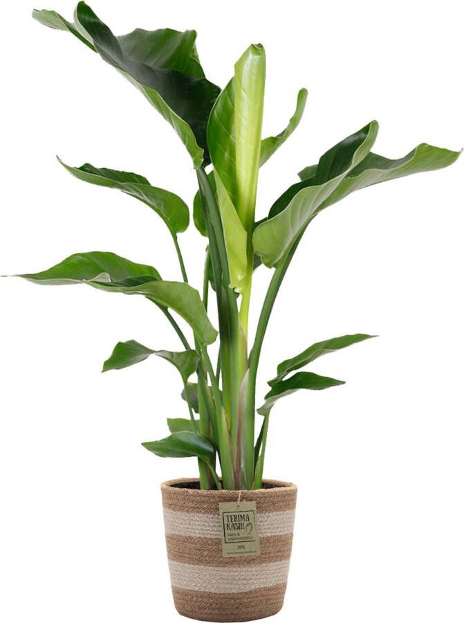 Bloomique Strelitzia 'nicolai' Incl. Jute Mand Paradijsvogelplant Luchtzuiverend ⌀19 Cm ↕80-90 Cm