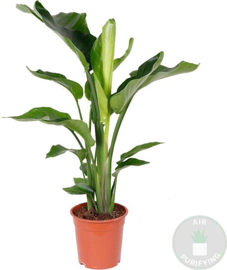 Bloomique Strelitzia Nicolai Paradijsvogelplant Kamerplant Luchtzuiverend ⌀19 cm 80-90 cm
