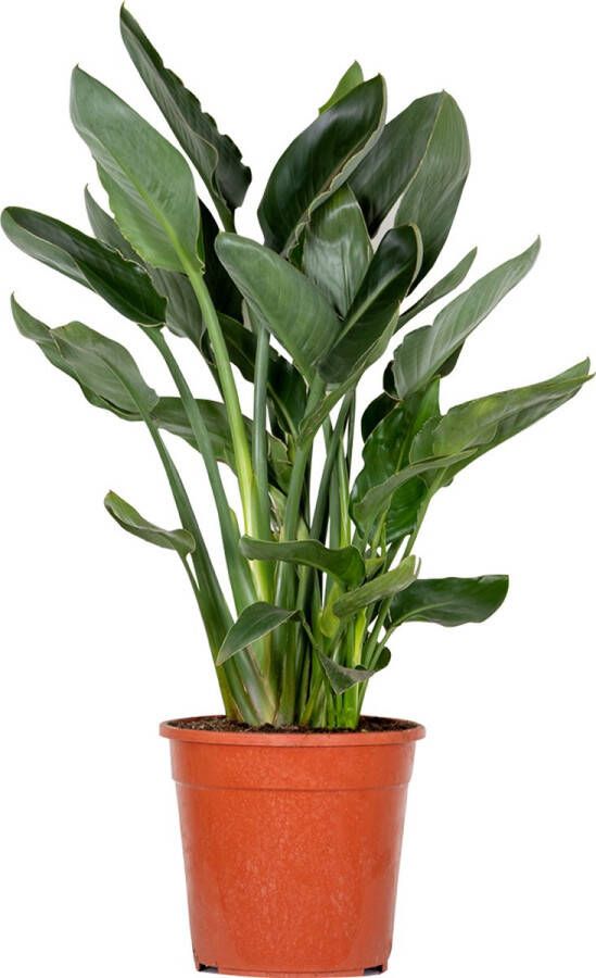 Bloomique Strelitzia Reginae Paradijsvogelplant Kamerplant Luchtzuiverende plant voor binnen ⌀24 cm 80-90 cm