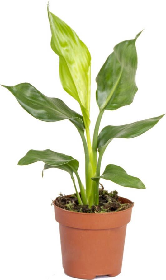 Bloomique Strelitzia Reginae Paradijsvogelplant Potplant Groenblijvend ⌀12 cm 30-40 cm