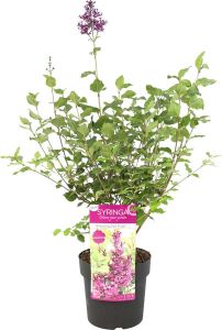 Bloomique Syringa 'Bloomerang Dark Purple' | Sering Paars Buitenplant in kwekerspot ⌀19 ↕50-60 cm