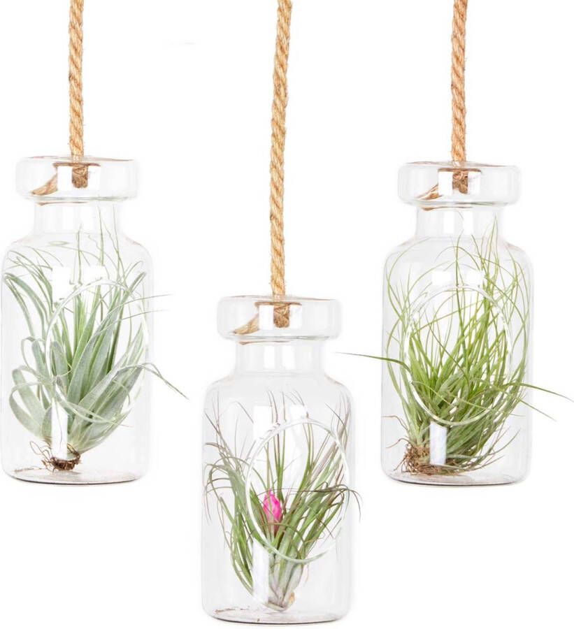 Bloomique Tillandsia in hangglas Luchtplantjes Set van 3 Kamerplant Onderhoudsvriendelijke plant voor binnen ⌀07 cm 16 cm