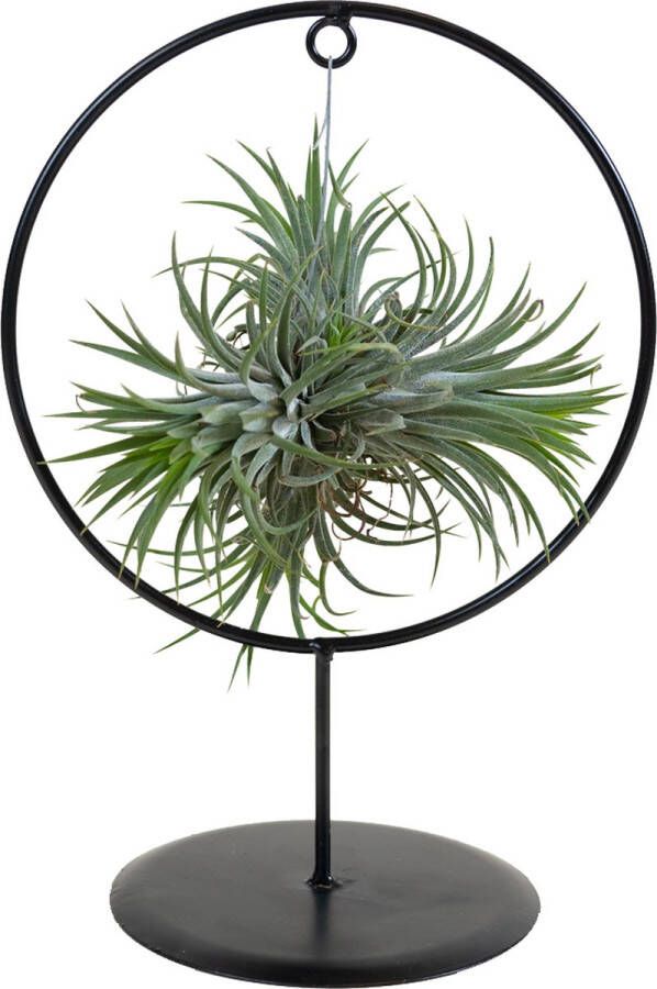 Bloomique Tillandsia Magic Ball In Sierkring Luchtplant Onderhoudsvriendelijk ↕30 Cm