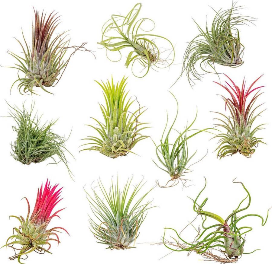 Bloomique Tillandsia Mix Luchtplantjes Set van 10 Kamerplant Onderhoudsvriendelijke plant voor binnen