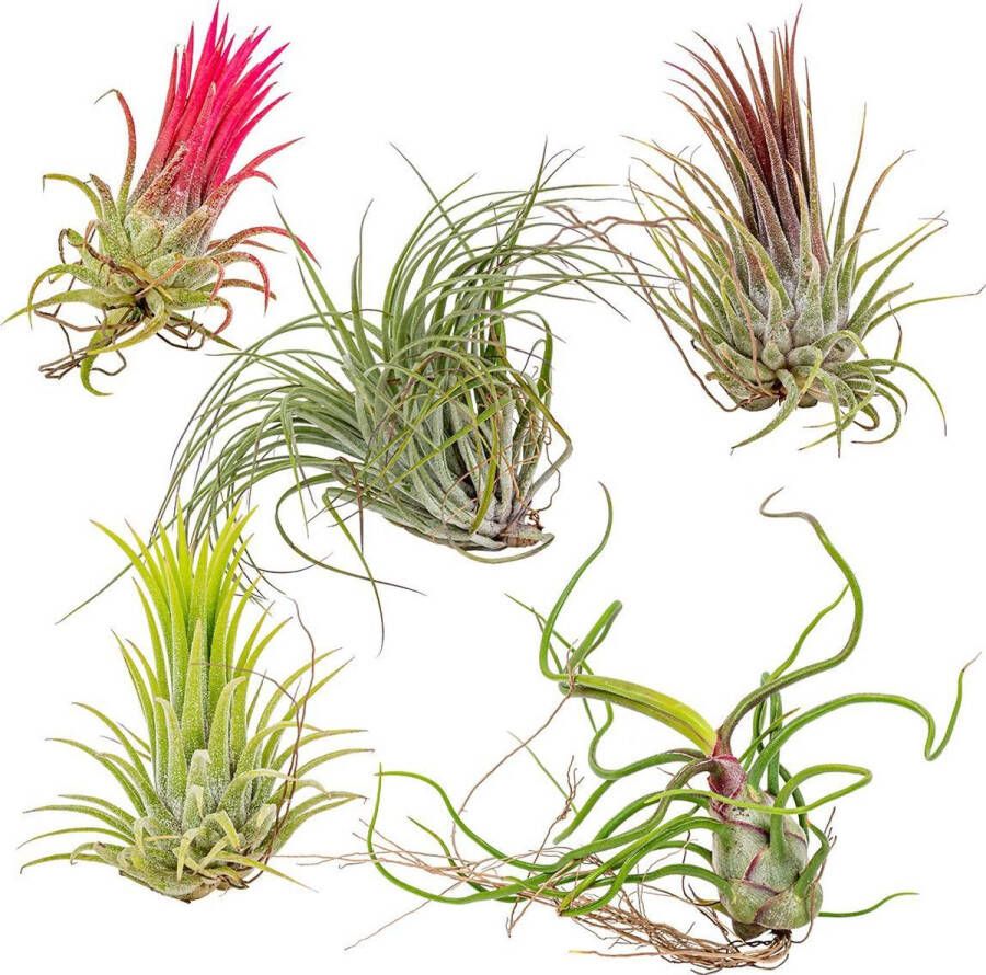 Bloomique Tillandsia Mix Luchtplantjes Set van 5 Kamerplant Onderhoudsvriendelijke plant voor binnen