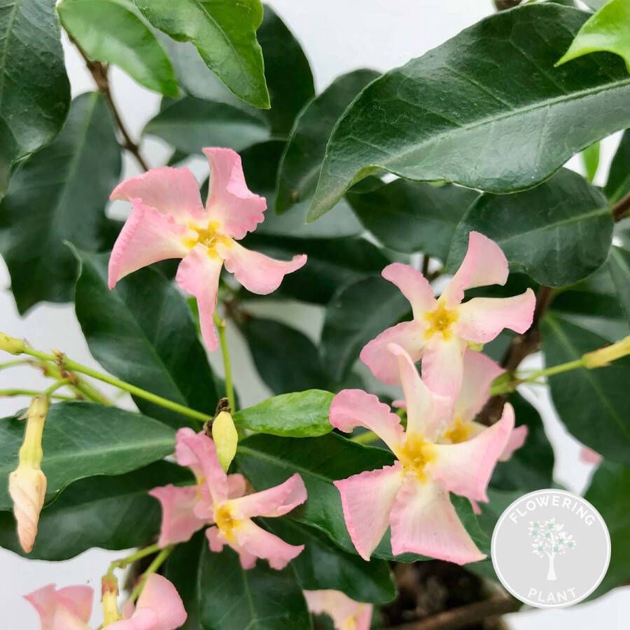 Bloomique Trachelospermum 'Star of Ibiza' – Roze Toscaanse Jasmijn – Klimplant ⌀15 cm 60-70 cm