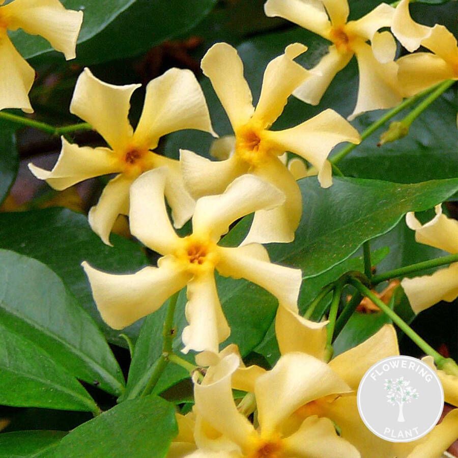 Bloomique Trachelospermum 'Star of Toscana' – Gele Toscaanse Jasmijn – Klimplant ⌀15 cm 60-70 cm