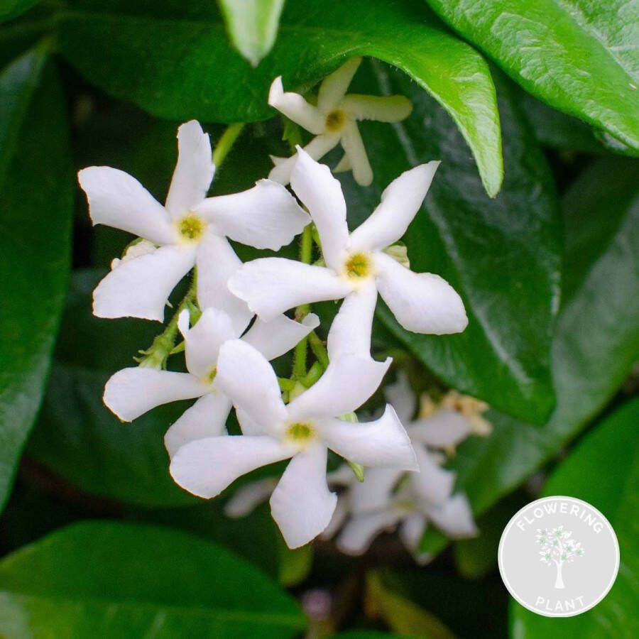 Bloomique Trachelospermum – Toscaanse Jasmijn – Klimplant – Winterhard ⌀15 cm 60-70 cm