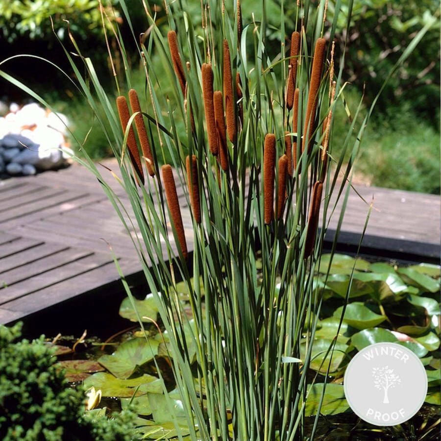 Bloomique Kleine Lisdodde | Typha 'Angustifolia' Vijverplant in kwekerspot ⌀9 cm ↕15 cm